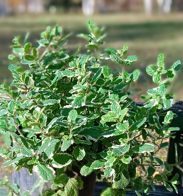 Малоизвестный факт о мяте 🌿